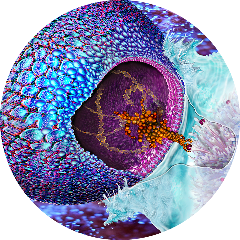 Illustration of a T cell.