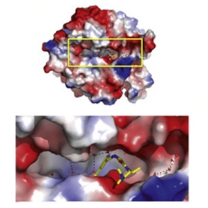 Photo of Anticancer drug discovery: structures of KDM5 histone demethylase inhibitors