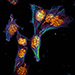 Microscopy image of mouse embryo fibroblasts structures.